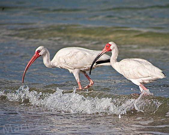 White Ibis Pair in Surf