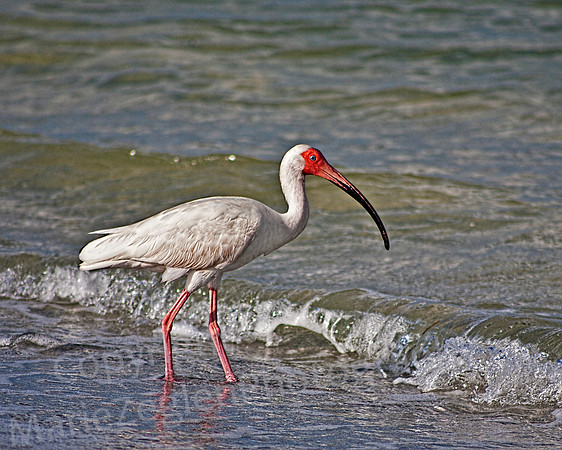 White Ibis in Surf
