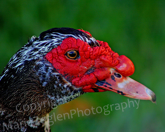 Muscovie Duck