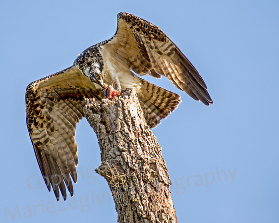 Osprey with Fish