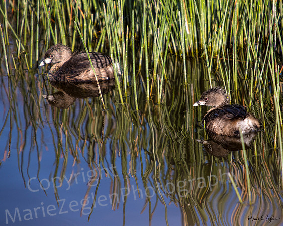 Pied Bill Pair