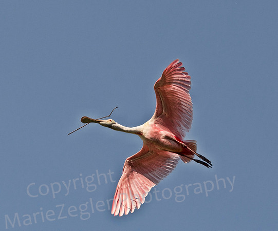 Roseate Spoonbill with Branch