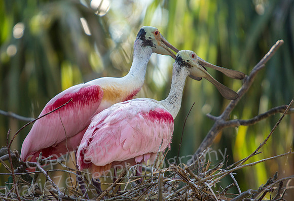 Roseate Spoonbill Pair on Nest
