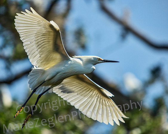 Snowy Egret in Flight