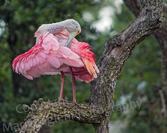 Roseate Spoonbill Skirt