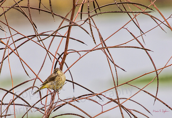 Yellow-Rumped Warbler in Thicket