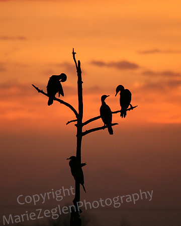 Cormorant Sunrise