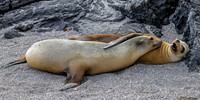Galapagos Sea Lion Mom and Pup 3604