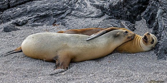 Galapagos Sea Lion Mom and Pup 3604