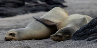 Galapagos Sea Lion Mom with Flipper 3627