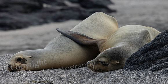 Galapagos Sea Lion Mom with Flipper 3627