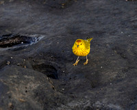 Galapagos Yellow Warbler on Lava 4210
