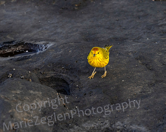 Galapagos Yellow Warbler on Lava 4210