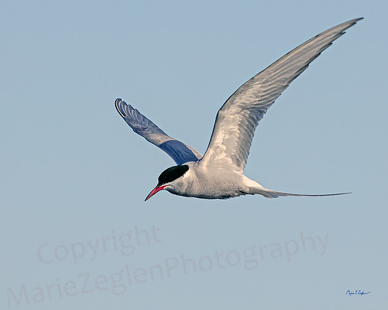 Arctic Tern in Flight