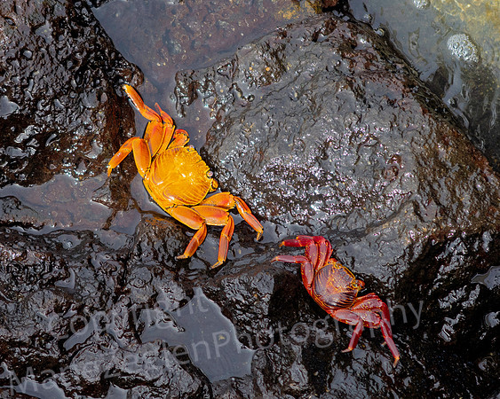 Galapagos Crab Pair 0866