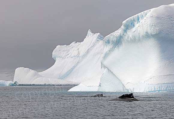 Humpbacks Lindblad Cove Mom and Calf 0566