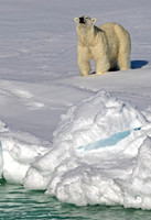 Polar Bear Sniffing for Scents
