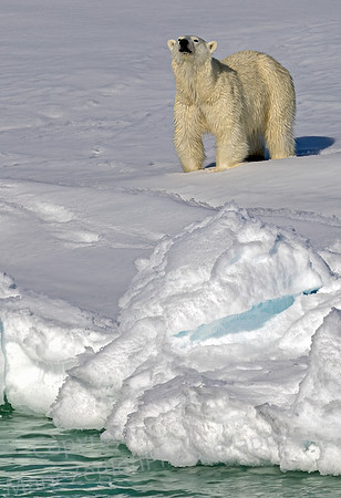 Polar Bear Sniffing for Scents