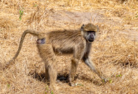 Baboon
