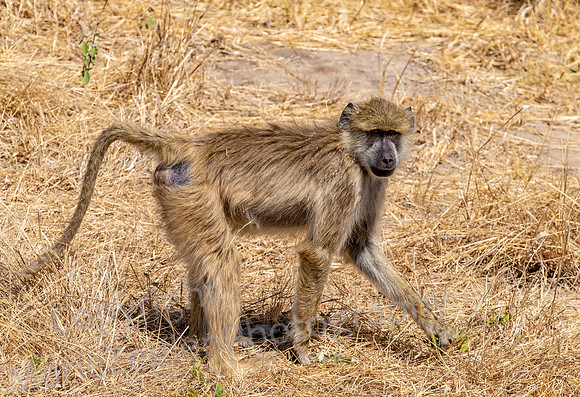 Baboon