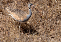 Black-Bellied Bustard