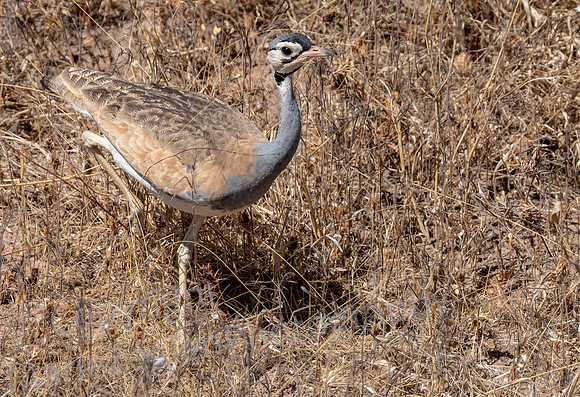 Black-Bellied Bustard