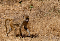 Baboons
