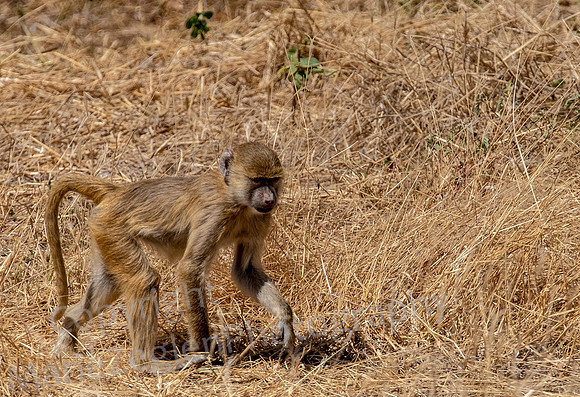 Baboons