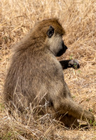 Baboon Eating Sparse Greens