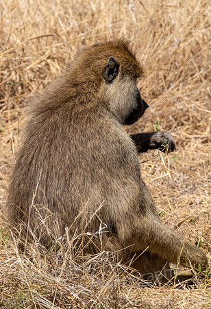Baboon Eating Sparse Greens
