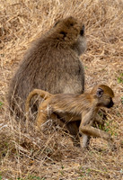 Baboon and Child