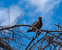 Snake Eagle