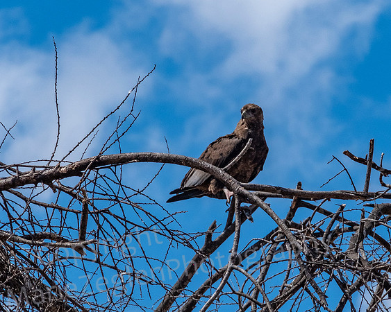 Snake Eagle