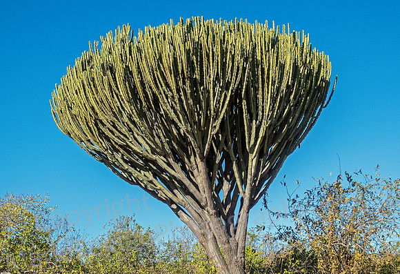 Cactus