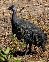 Crested Guineafowl