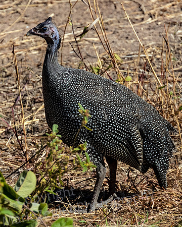 Crested Guineafowl