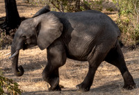 Elephant on the Move