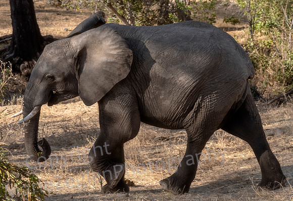 Elephant on the Move