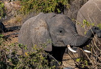 Elephant Baby