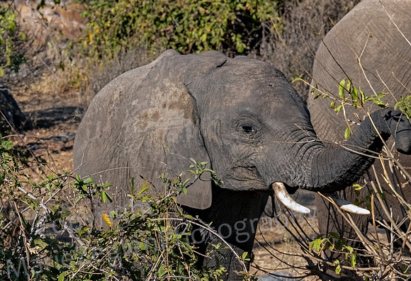 Elephant Baby