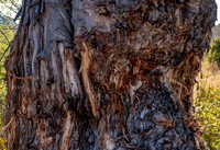 Elephant Tree Damage Beobab