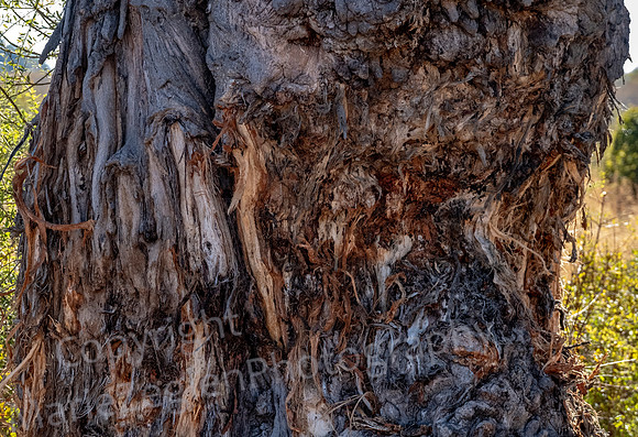 Elephant Tree Damage Beobab