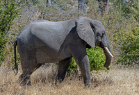 Elephant in Transit