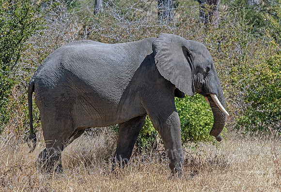 Elephant in Transit