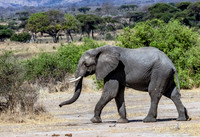 Adolescent Elephant on Move