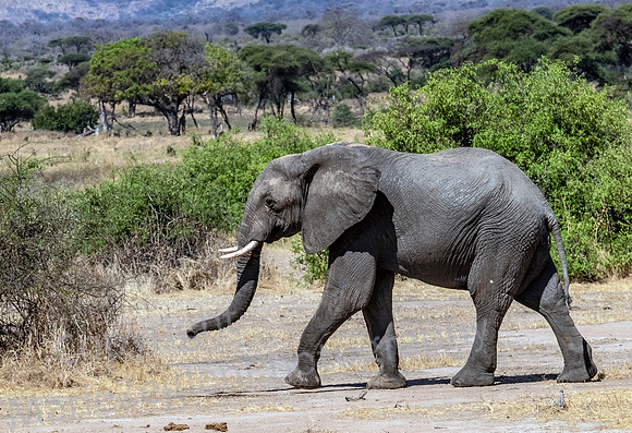 Adolescent Elephant on Move