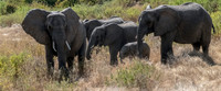 Elephants Protecting Baby
