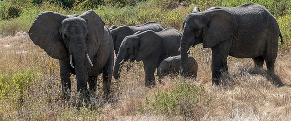 Elephants Protecting Baby