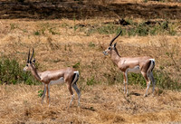 Thomson's Gazelles
