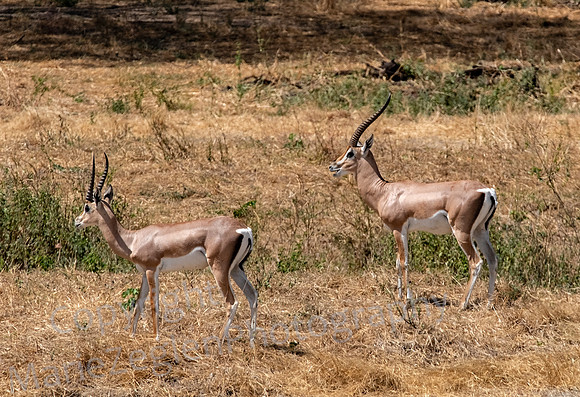 Thomson's Gazelles
